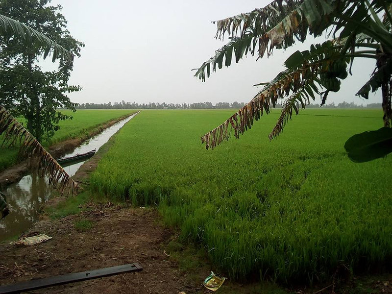 CANH DONG NHA SAP 1.jpg